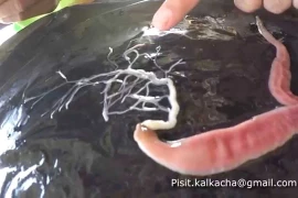 Sốc với loài vật cực độc, phóng vòi ra khỏi cơ thể để săn mồi 