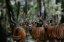 Tập tính thú vị của loài linh dương khổng lồ có vằn độc nhất châu Phi 