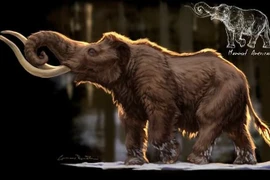 Tận mục loài voi lớn nhất hành tinh, ngà dài tới 4 mét