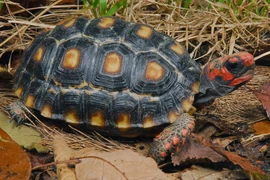 Cận cảnh loài rùa có màu sắc kỳ lạ, dân chơi ráo riết lùng 