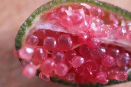 Loại quả 'trứng cá hồi' đắt không tưởng, thu hút đại gia