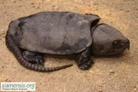 Sự thật khó tin về loài rùa dị nhất thế giới của Việt Nam