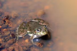 Năng lực siêu nhiên của loài ếch có nhiều ở Ấn Độ 