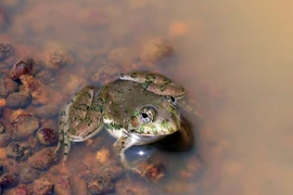 Năng lực siêu nhiên của loài ếch có nhiều ở Ấn Độ 