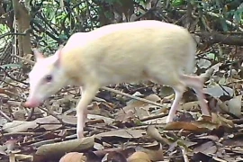 Cheo cheo bạch tạng quý hiếm xuất hiện ở Việt Nam khiến dư luận bất ngờ