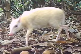 Cheo cheo bạch tạng quý hiếm xuất hiện ở Việt Nam khiến dư luận bất ngờ