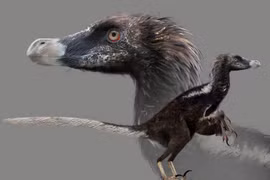 Sinh vật nửa khủng long nửa chim siêu khôn ngoan, bộ móng cực đáng sợ 