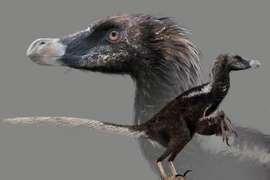 Sinh vật nửa khủng long nửa chim siêu khôn ngoan, bộ móng cực đáng sợ 