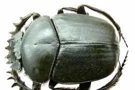 Vì sao loài bọ hung được người Ai Cập cổ tôn thờ như thần thánh?