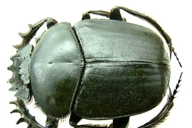 Vì sao loài bọ hung được người Ai Cập cổ tôn thờ như thần thánh?