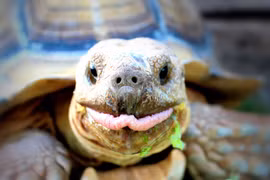 Độc đáo loài rùa cựa châu Phi, mai phồng lên hình kim tự tháp 