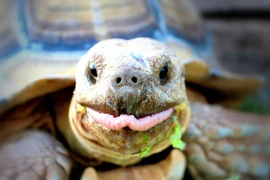 Độc đáo loài rùa cựa châu Phi, mai phồng lên hình kim tự tháp 