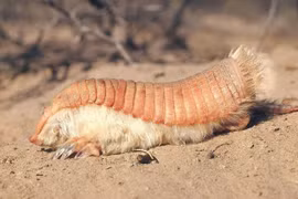 Màu hồng kỳ lạ của loài tatu nhỏ nhất thế giới 