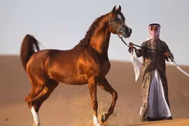 Giống ngựa kiệt xuất giúp Hồi giáo thành thế lực khuynh đảo lịch sử