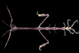 Loài vật hệt bộ xương di động có khả năng 'tàng hình' kỳ diệu 