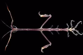 Loài vật hệt bộ xương di động có khả năng 'tàng hình' kỳ diệu 