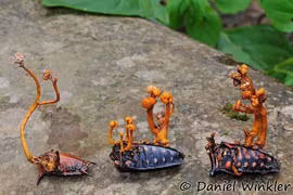 Sự thật khó tin về loài nấm quý như vàng, được nuôi cấy nhiều ở Việt Nam 