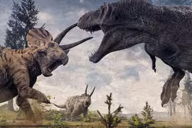 T. rex đấu Triceratops: Ai chiến thắng trong trận chiến 66 triệu năm trước? 
