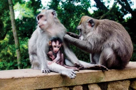 Top sự thật thú vị về loài khỉ đuôi dài Việt Nam 