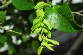 Cây cổ đại Trung Quốc từng tuyệt chủng, sống sót ngoạn mục