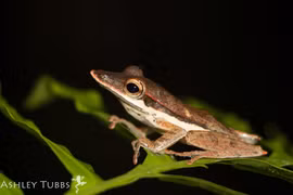 Loài ếch mõm dài hiếm gặp trong rừng rậm Đông Nam Á