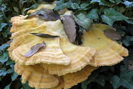 Nấm rừng kỳ lạ, hương vị hệt thịt gà... nhiều người săn lùng 