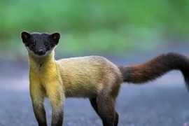 Năng lực siêu phàm của loài chồn vàng Việt Nam