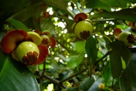 Sự thật kỳ thú về loài cây cho quả được mệnh danh 'nữ hoàng trái cây'