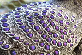 Tận thấy loài gà rừng “trăm mắt” cực quý của Việt Nam 