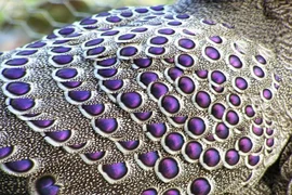 Tận thấy loài gà rừng “trăm mắt” cực quý của Việt Nam 