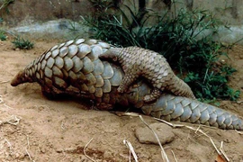 Những điều khó tin về loài tê tê khổng lồ của châu Phi