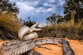 Rắn thông Bắc Mỹ diễn kịch giỏi nhất thế giới, nhiều người khiếp hãi