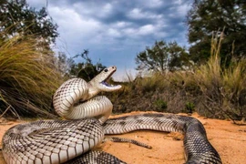 Rắn thông Bắc Mỹ diễn kịch giỏi nhất thế giới, nhiều người khiếp hãi