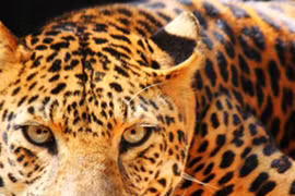 Loài vật đẹp kỳ lạ, chỉ còn dưới 100 cá thể hoang dã