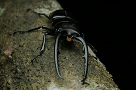 Tận mục loài côn trùng có sừng “khủng” nhất Việt Nam 