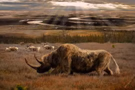 Tận mục loài tê giác khổng lồ nghi bị tuyệt chủng do con người