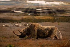 Tận mục loài tê giác khổng lồ nghi bị tuyệt chủng do con người