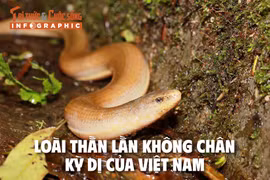 [INFOGRAPHIC] Loài thằn lằn không chân kỳ dị của Việt Nam