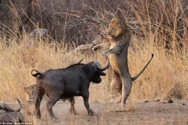 Loài thú được mệnh danh 'cái chết đen' khiến sư tử mất mạng hàng loạt