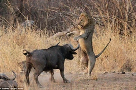 Loài thú được mệnh danh 'cái chết đen' khiến sư tử mất mạng hàng loạt