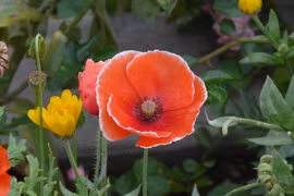 Loài hoa đỏ rực gắn liền với ký ức đau thương về Thế chiến I 