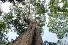 Top 10 loài cây gỗ bản địa Việt Nam, quý hơn vàng ròng