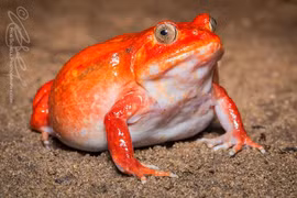 Cận cảnh loài ếch đỏ choét như cà chua, chỉ có ở Madagascar