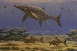 Loài thằn lằn y hệt cá heo, đẻ con dưới nước, bộ não cực phát triển 