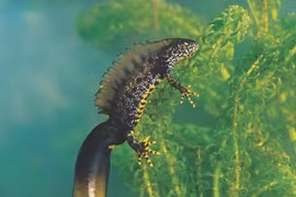 Sa giông có mào trên lưng, như bước ra từ truyền thuyết 