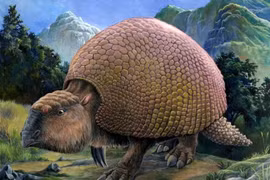 Loài thú bọc giáp dài 3 mét tuyệt chủng do con người 