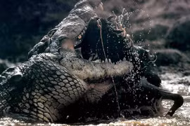 Tận mục cá sấu khổng lồ được người Ai Cập cổ thờ phụng 