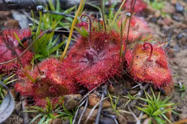 Cơ chế săn mồi đỉnh cao của cây trói gà Việt Nam