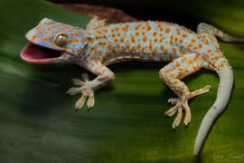 Sự thật giật mình về loài tắc kè Việt Nam khiến ai cũng sốc