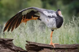 Bàn chân kỳ dị của loài chim nước có vị trí đặc biệt trên cây tiến hóa 